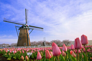 【オランダ観光】今が見ごろ！オランダのチューリップについてまとめてみた